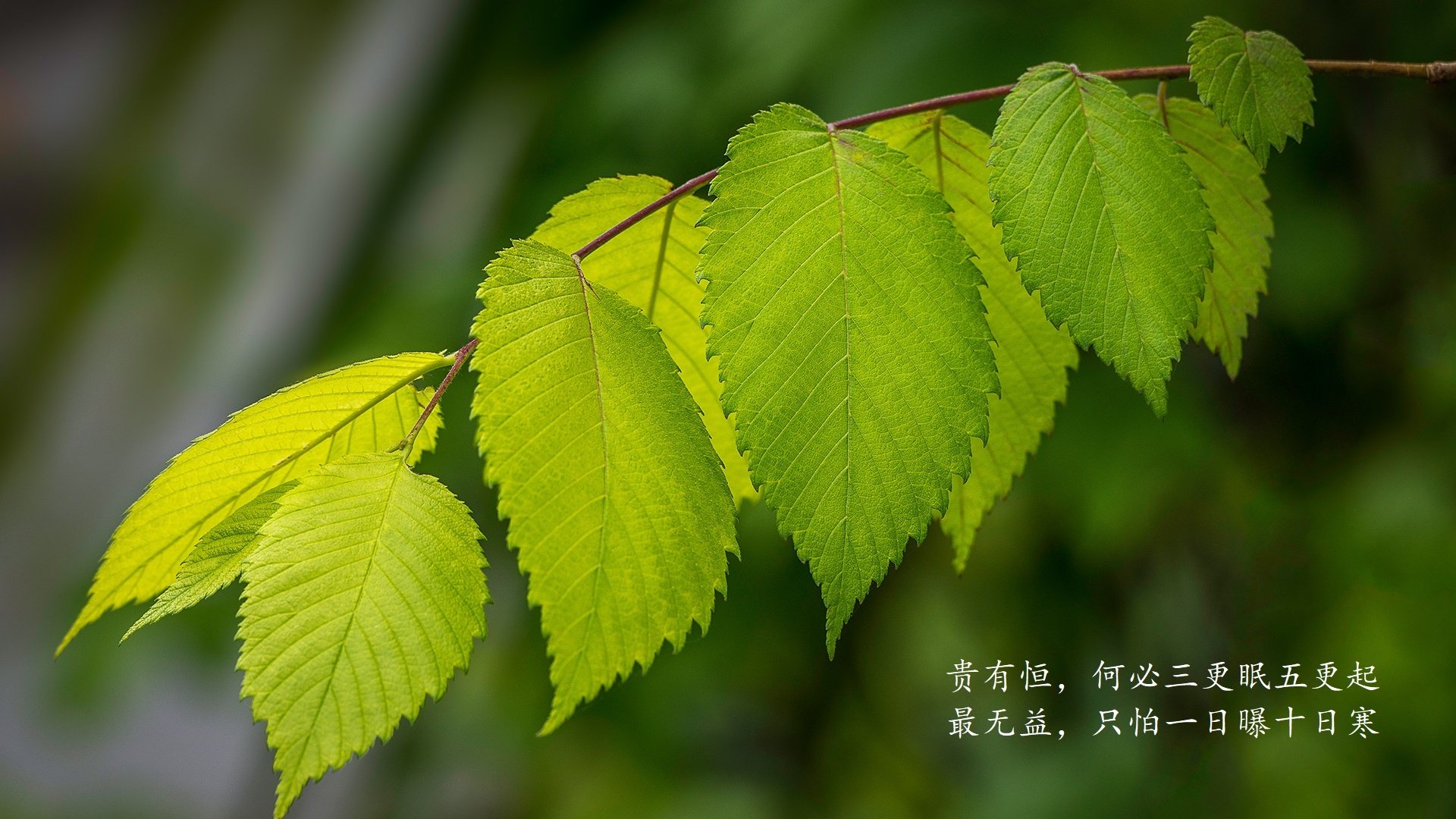 波兰队在国际乒联混合团体世界杯中的胜利背后的关键因素，波兰乒乓球著名运动员