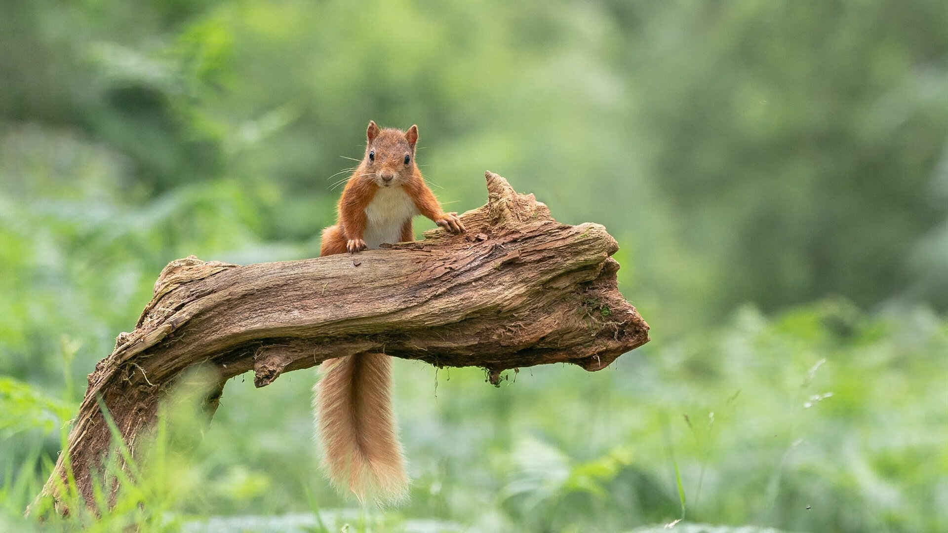 青少年马术基础课程进驻东部多地小学，青少年马术u系列赛