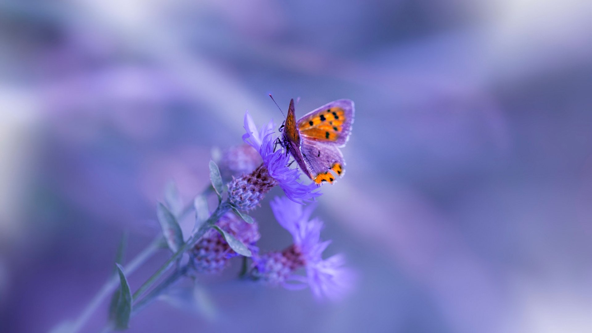 CBA推动联赛节日主题日打造观赛新体验,cba联赛日程安排表