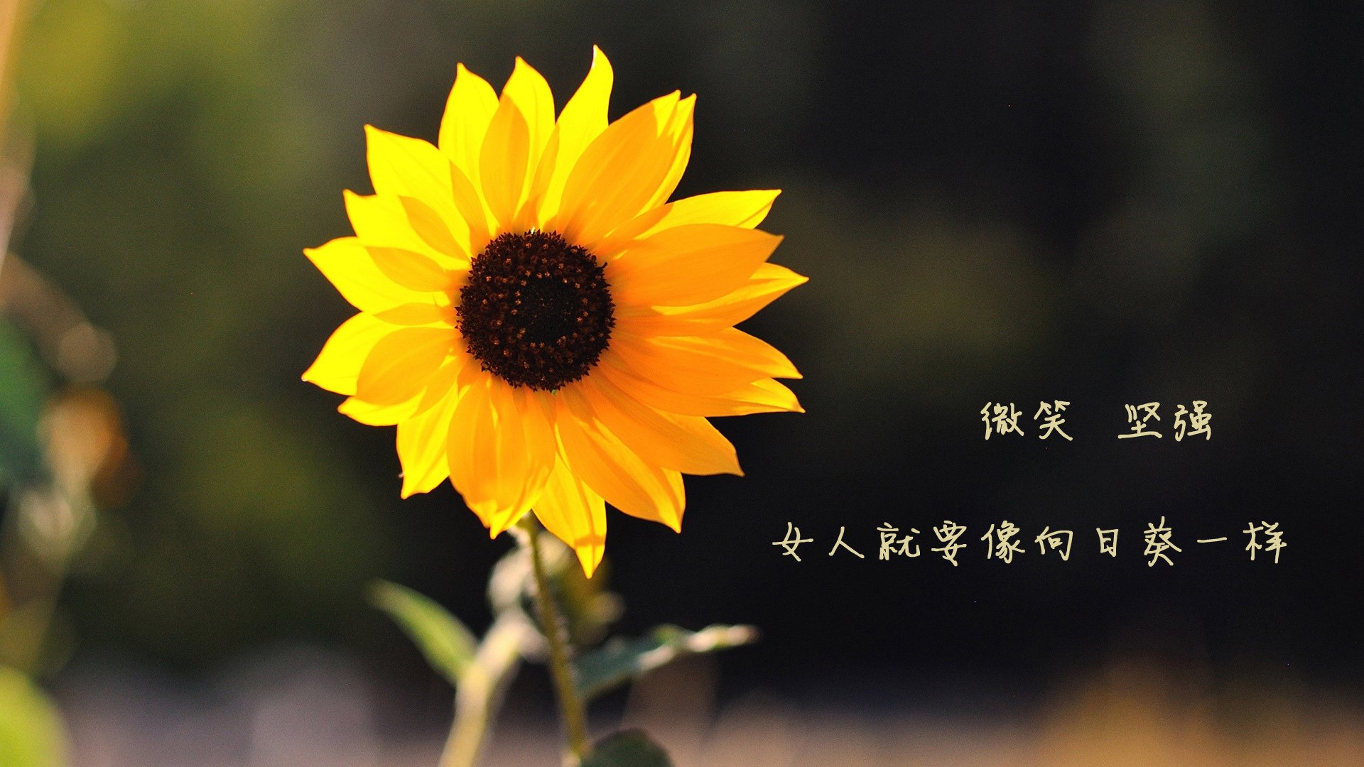 kaiyun登录入口-世界足球日主题活动各地火热展开，2020世界足球日主题