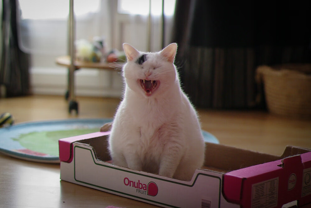 哈萨克斯坦女篮在欧洲预赛中表现优异,冲击奥运