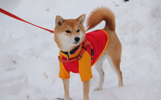 意甲激烈角逐：战术、激情、荣耀逐一呈现，意甲争4