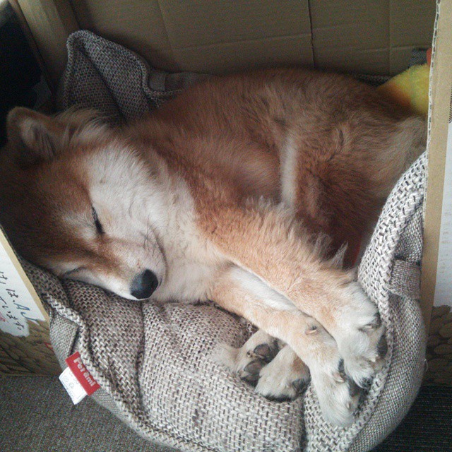 澳大利亚推出橄榄球发展计划,助力运动普及,澳大利亚橄榄球联盟