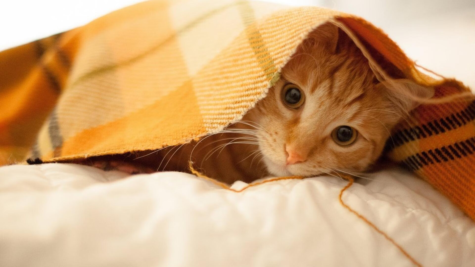 开云网页版-篮网助教解读球队新战术变化逻辑，篮网队助教团队