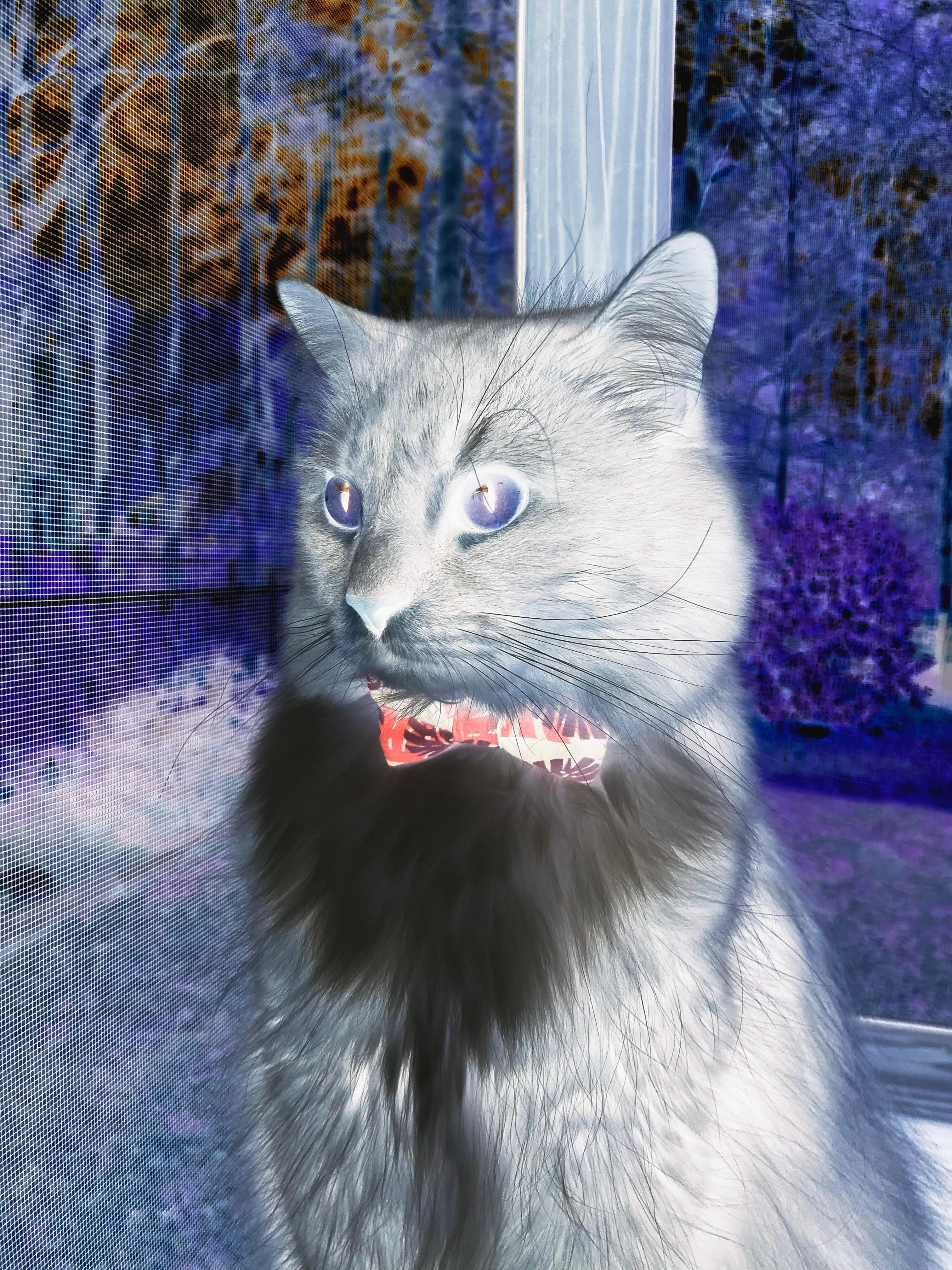 kaiyun网站-自由泳接力波兰表现出色，自由泳接力全程