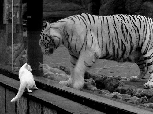 英超激烈相持：悬念重重，精彩持续！，英超有多激烈